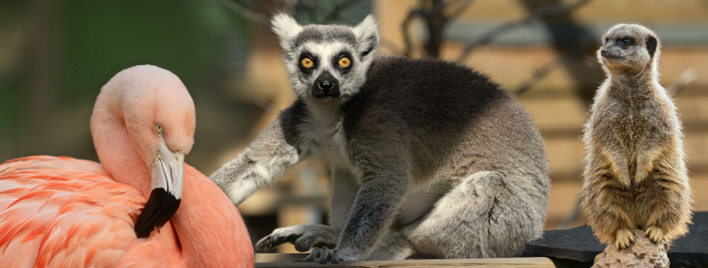 Flamingo, ring-tailed lemur and meerkat animals at Paultons Park