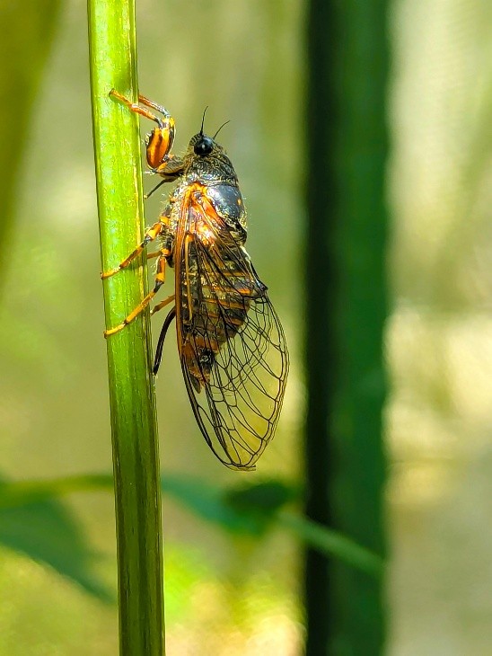 Female C. montana ovipositing eggs at Paultons Park taken by Sam Hunt.