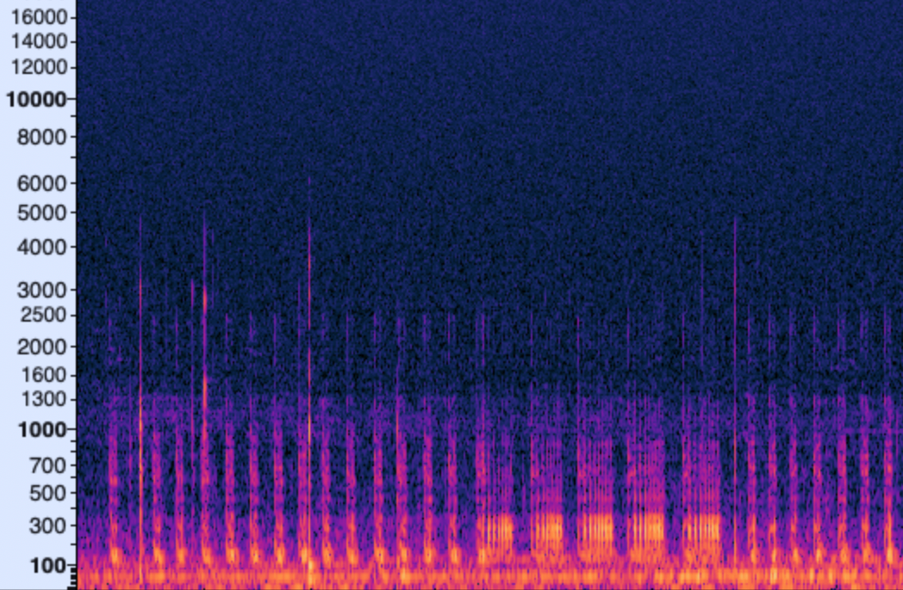 Spectorgram of the unique noise heard in the C. montana enclosures at Paultons Park